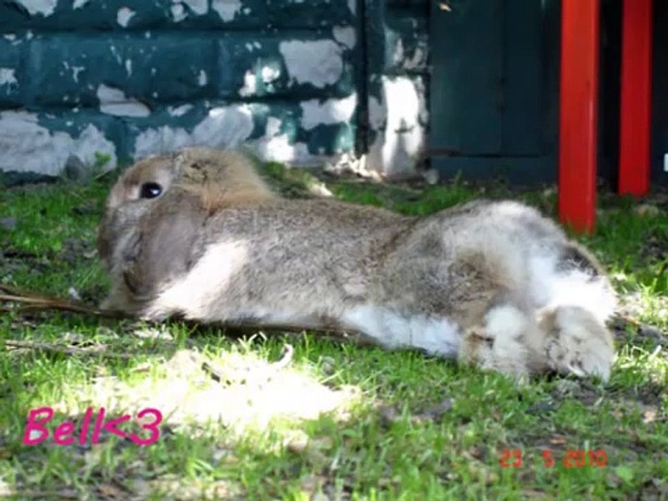 A Bit of (Carys') Bunnies!