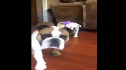 Bulldog Hates Life Vest