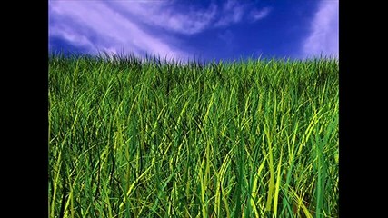 Бедный котенок!!!