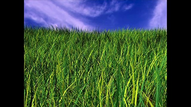 Бедный котенок!!!