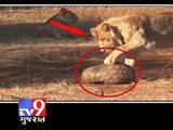 Tv9 Gujarat, Pangolin survived lion attack, Gujarat