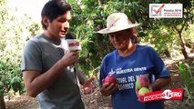 Cultivos de alta calidad en Cajamarca - Haciendo Perú