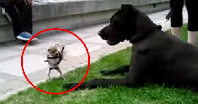 Chihuahua VS Dogue Allemand