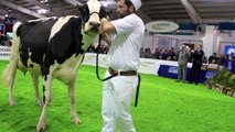 Holstein Senior Heifer in-milk class AgriScot Edinburgh Nov 2010