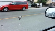 Un pigeon vole juste à côté d'une voiture