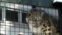 Snow Leopard 20100201 Yukko&Yamato(Maruyama Zoo)