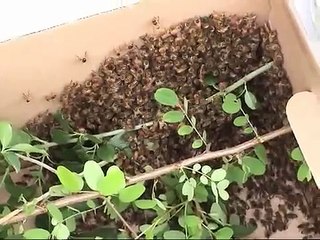 Debbie Captures A Swarm
