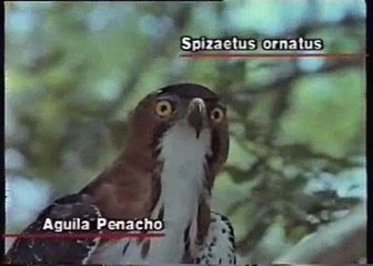 Gavião-de-penacho (Spizaetus ornatus) caçando Iguana