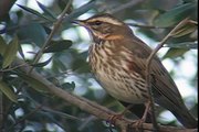 ZORZAL ALIRROJO / REDWING (Turdus iliacus)