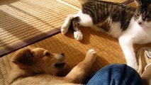 猫と遊びたい子犬♪