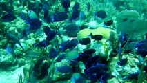 Scuba Diving in Honduras with Turtles