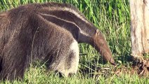 Tamanduá bandeira, Myrmecophaga tridactyla,Giant anteater,