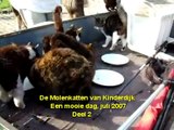 Kattenmand Dierenambulance/Dierenbescherming West-Alblasserwaard Molenka2