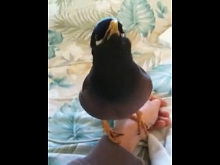 Çiğdeci Kuşundan (Mynah) İnanılmaz Taklit