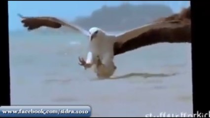 Shaheen Falcon Attacks