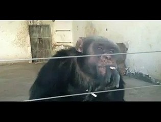 funny monkey smoking;-)