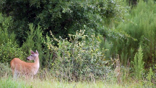 White Tailed Deer (Odocoileus virginianus)