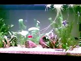 i miei 2 acquari 80 litri di comunità e 20 litri pesce combattente betta splendes.mp4