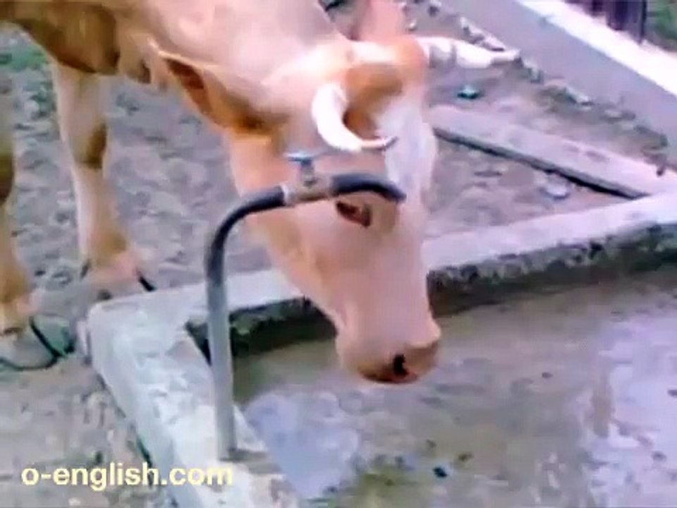 Smart Cow Opens Faucet Awesome ! Умная Корова Открывает Кран Жесть ! video Dailymotion