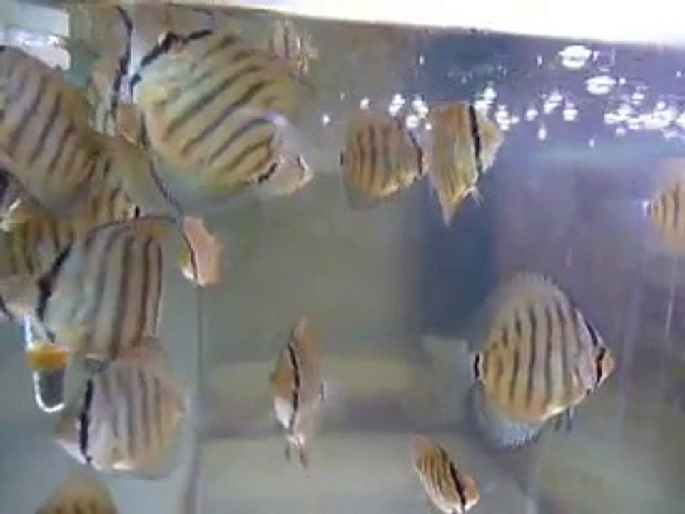 Discus 2 mois