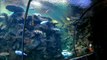 Shark Reef Aquarium - Mandalay Bay- Las Vegas