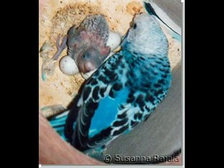 A vida dos periquitos australianos