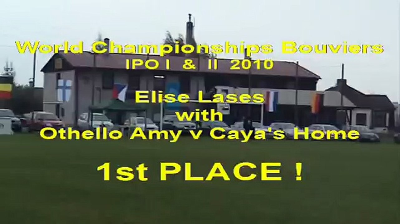 Bouvier des Flandres Othello Amy v Caya's Home