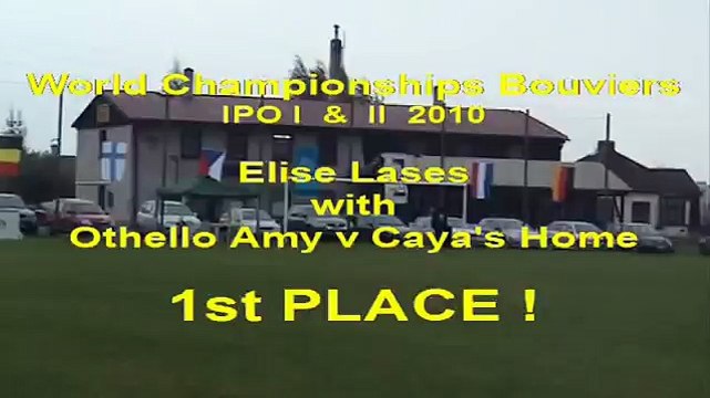 Bouvier des Flandres Othello Amy v Caya's Home