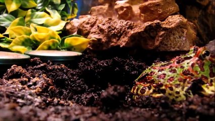 The Silkworm hunt of my Pacman Frog Baerbel   Schmuckhornfrosch jagd Seidenraupe