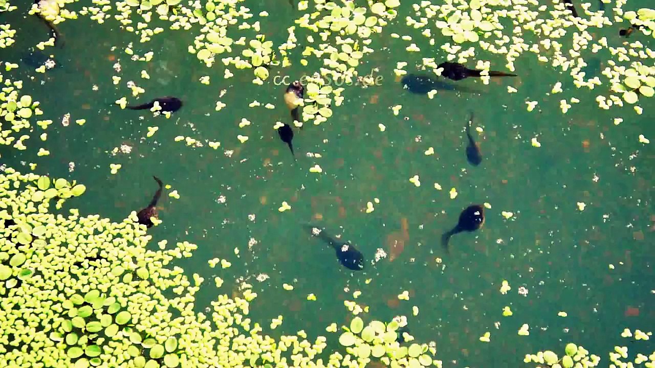 Cute Tadpoles Swimming in Green Pond Water