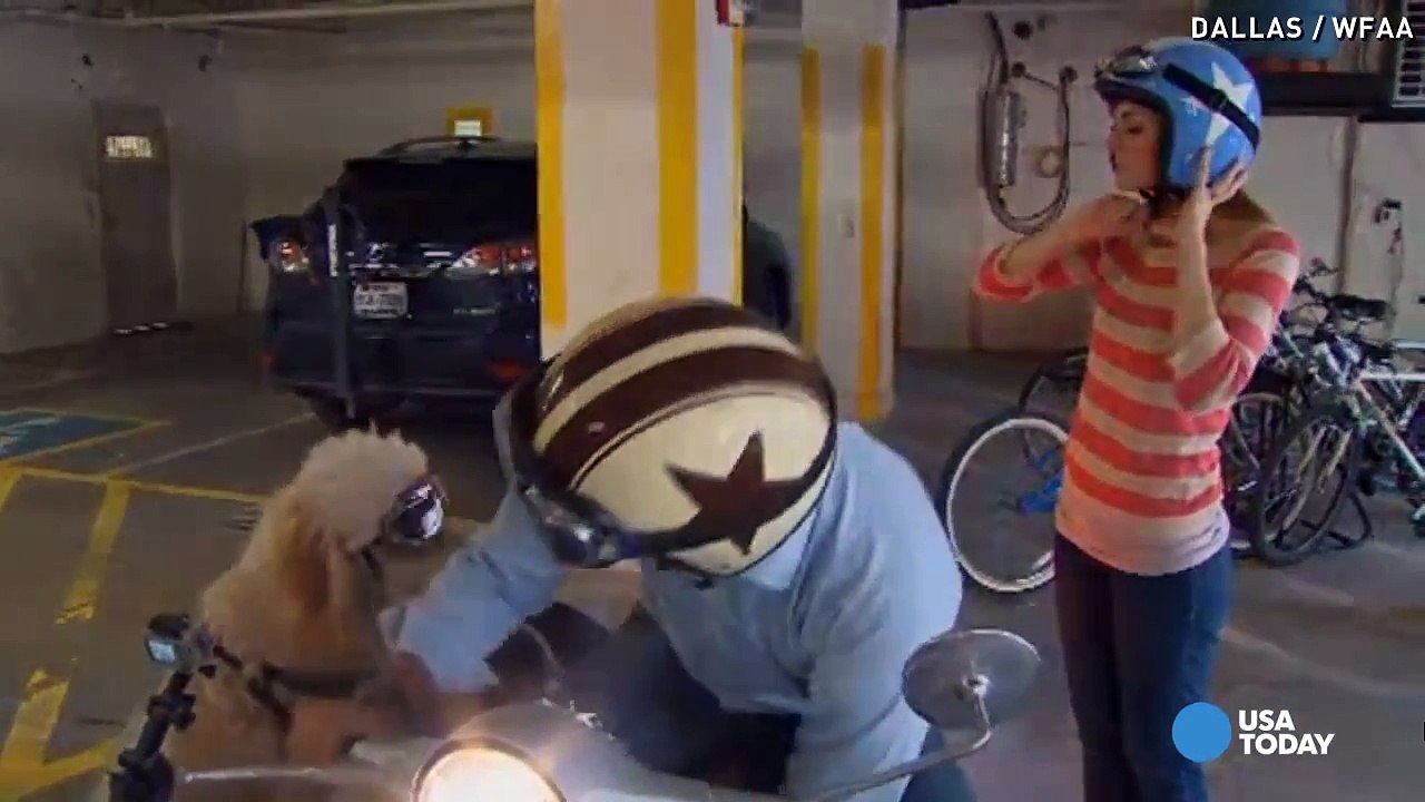 Sidekick dog rocks sidecar like a superstar