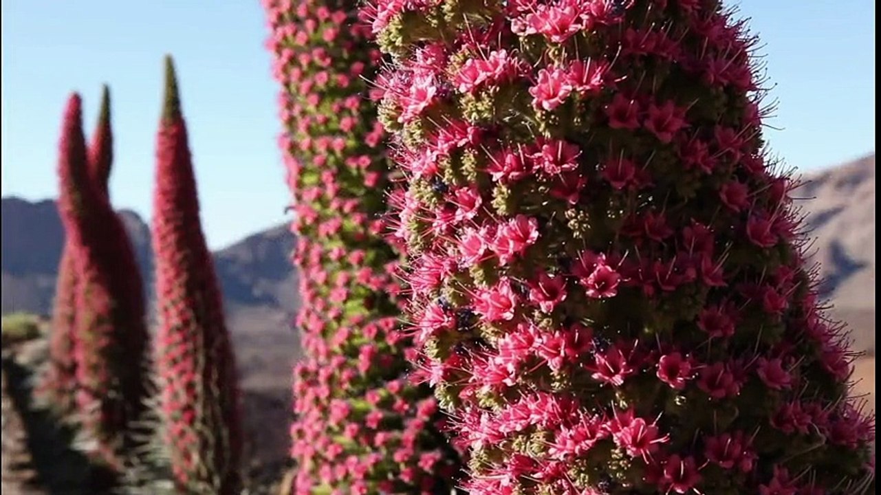 Paragliders - Oasis (Sheik Mix)