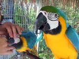 Long Video of Nice Macaws