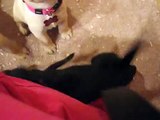 Lovable Labrador Retriever Puppies 5 Weeks Old