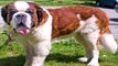 San Bernardo Razas De Perros Gigante - Saint Bernard Dogs Show - ST. Beranrd Dog Funny Animales HD