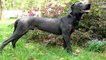 Gran Danes Cachorros De 1 Mes 2 meses Y 4 Meses - Great Dane Puppies Funny 2 Months Animales HD