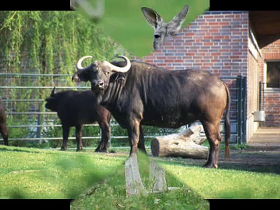 Zoo in Berlin - paffuz - hakuna matata