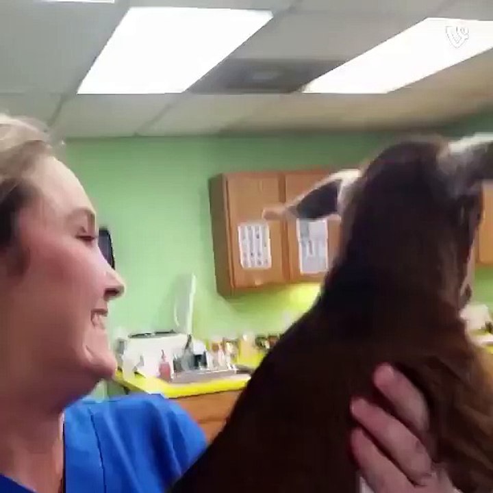 Baby goat by Ariel Minardi vine.covOPMUexVnnrY...?syndication=228326