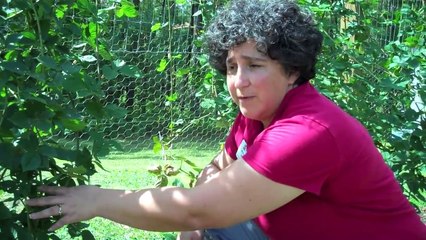 How To Prune Blackberry Plants