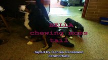 BERNESE MT. DOG PUPPY CHEWS MOMs TAIL