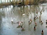 Tierpark Neumünster Enten füttern auf dem Eis Möve Teich