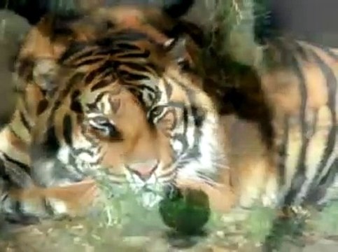 Animals world, В Мире Животных, Амьтадын ертөнц