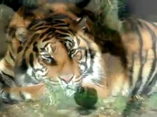 Animals world, В Мире Животных, Амьтадын ертөнц