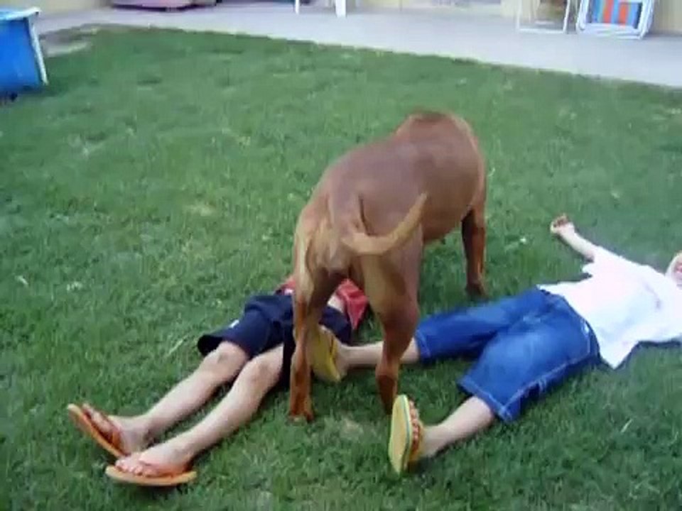 BULLMASTIFF ATTACK