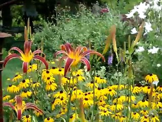 LARK'S PERENNIAL GARDEN  www.larksperennials.com