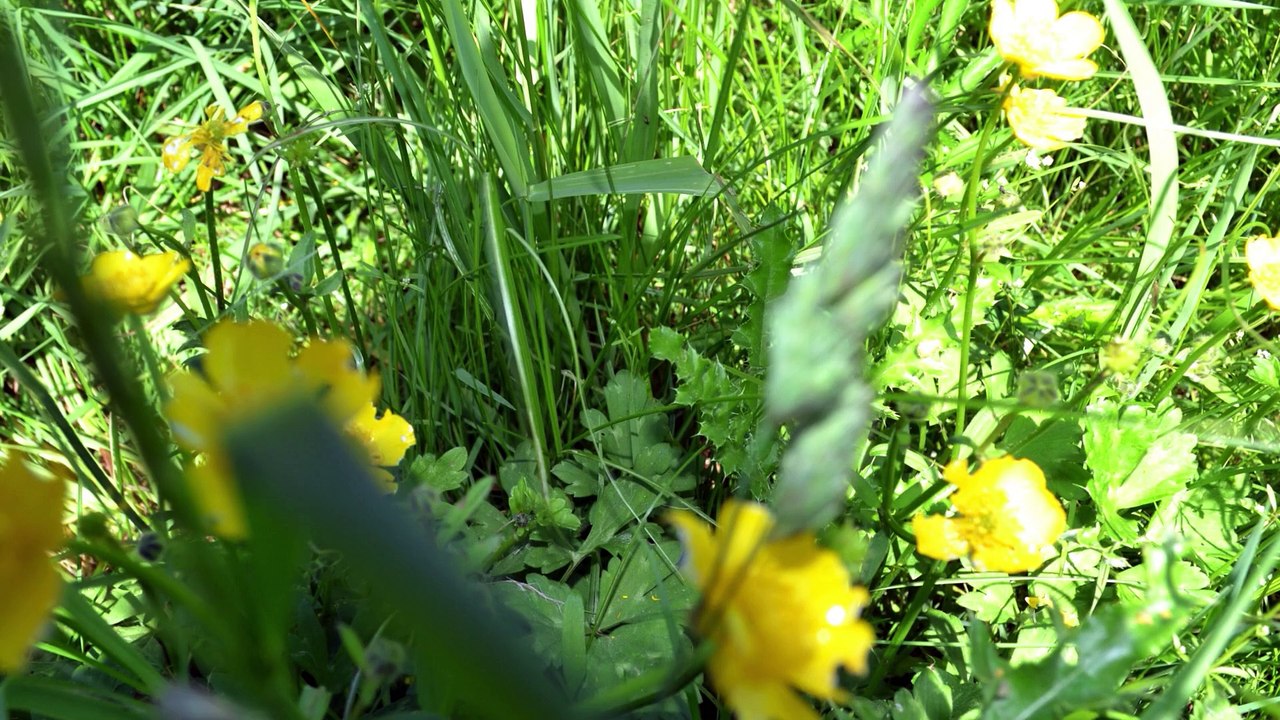 a travers champs (1)