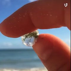 Bubble Algae by Jenny Bauman?syndication=228326