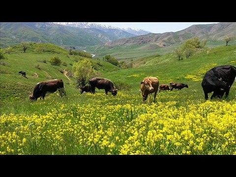 DENGBEJİ SİDAR BERİTAN BRİNDARIM MENAL(HESENİKO) ACIKLI U.H DAMARDAN VİDEO KLİP 2015