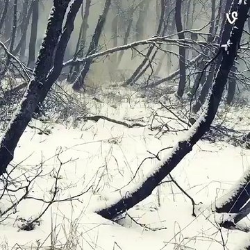 Dead or dreaming by Tom Shea?syndication=228326