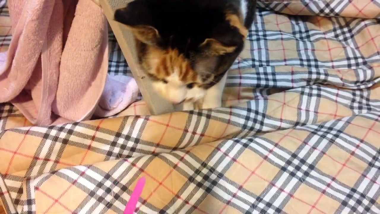 고양이 학대3